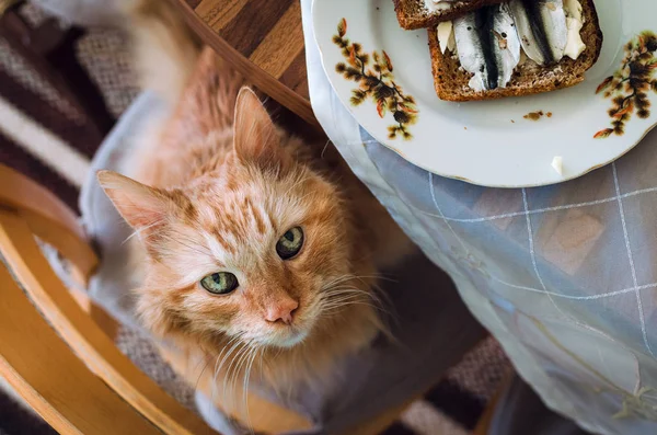 可爱的饥饿的生姜猫抬头看着，等待着生鱼片三明治 — 图库照片