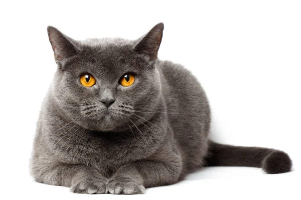 Britânico gato cinza sentado na frente de fundo branco — Fotografia de Stock