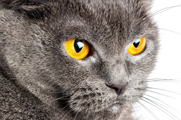Grave British Gray Cat Closeup — Fotografia de Stock