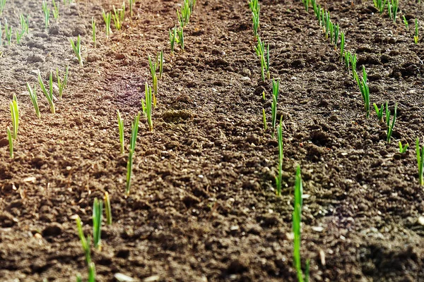 Crops planted in rich soil grow under east sun.Plants grain sprouts in black dirt.