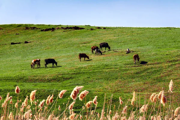 Коровы пасутся на зеленом склоне луга . — стоковое фото