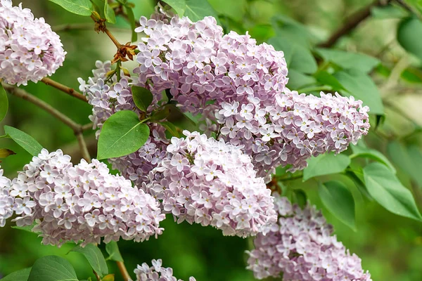 Bouquet of blooming purple lilacs — Stock Photo, Image