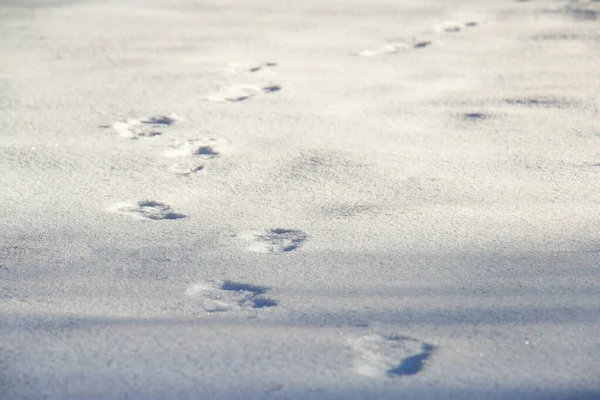 Человеческие следы на чистом белом снегу зимой — стоковое фото