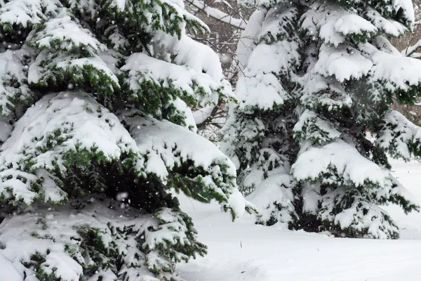 覆盖着厚厚的白雪相间的蓬松雪的冷杉 免版税图库图片