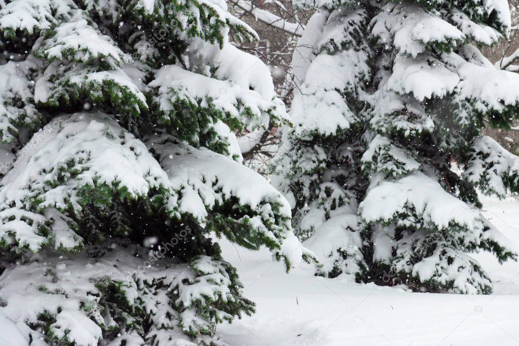 Fir-trees covered with a thick layer of snow-white fluffy snow