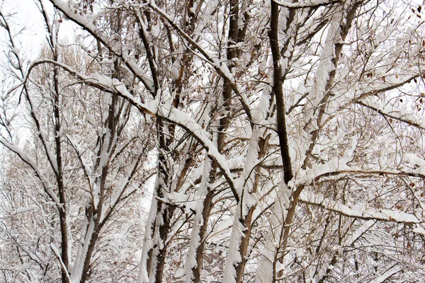 Gałęzie drzew pokryte mrozem i śniegiem — Zdjęcie stockowe