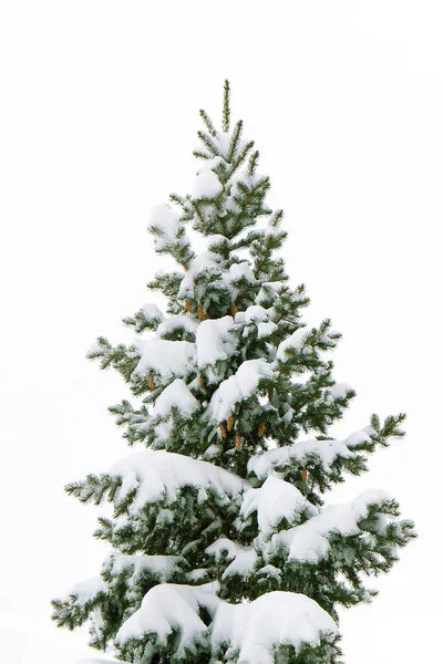 Árvore de Natal verde fofo coberto com branco de neve em um fundo branco Imagem De Stock