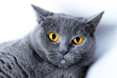 Bir İngiliz düz saçlı mavi kedi yakın çekim portresi