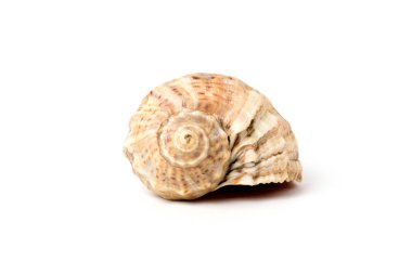Deniz kabuğu beyaz arka planda izole