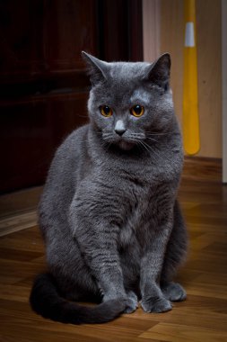 Gri bir İngiliz kısa hava kedisi şaşırdı..