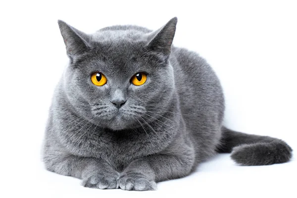 Retrato de um gato britânico de abreviatura cinza em um fundo branco — Fotografia de Stock