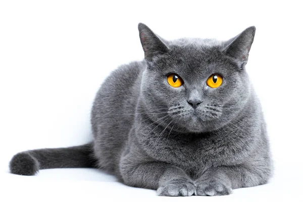 Portrait d'un chat britannique à poil court gris sur fond blanc Images De Stock Libres De Droits