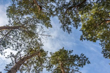 View of the sky from the coniferous forest.