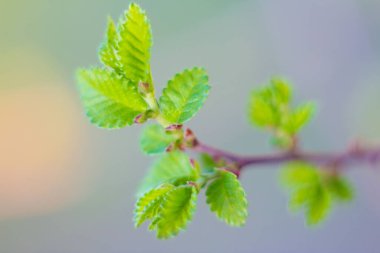 İlkbaharda filizlenen ağaçların yaprakları..