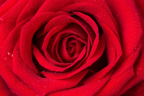 美丽的红玫瑰特写为背景 图库图片