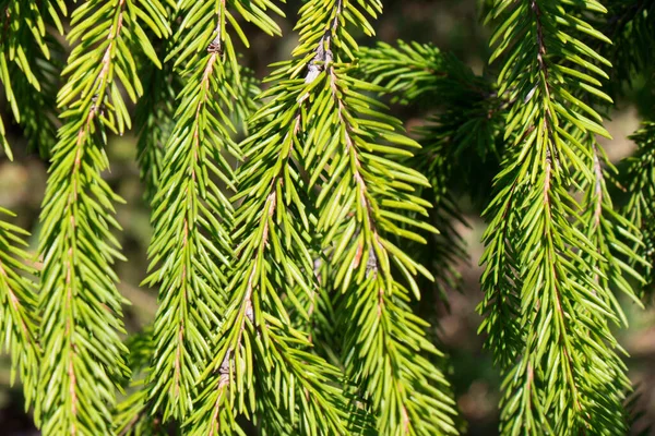 Köknar veya çam ağacından yeşil dikenli dallar — Stok fotoğraf