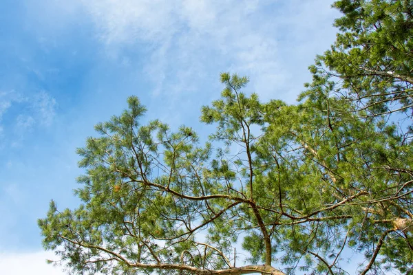 View of the sky from the coniferous forest. 免版税图库照片