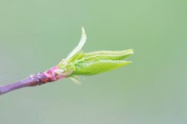 İlkbaharda filizlenen ağaçların yaprakları..