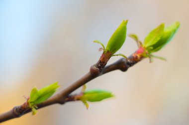 Bahar sabahı mavi gökyüzü güneş altında bir ağaç çiçekleri genç bir yaprak.