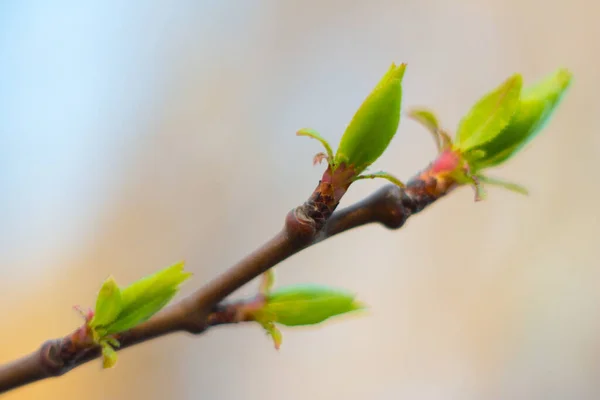 Une Jeune Feuille Arbre Fleurit Matin Printemps Sous Soleil Contre Images De Stock Libres De Droits