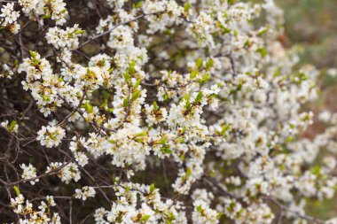 Bahar çiçeklerinde bir örümcek ağ ördü.