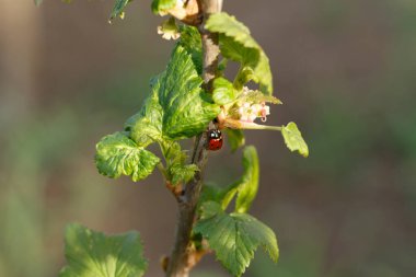 Yeşil yapraklı uğur böceği doğada bir ağaç dalında