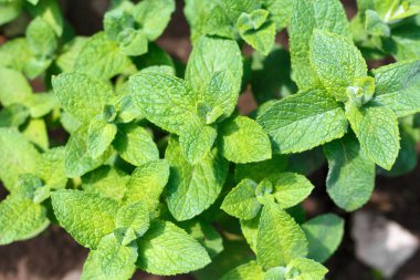 Arkaplan olarak taze yeşil nane filizleri.