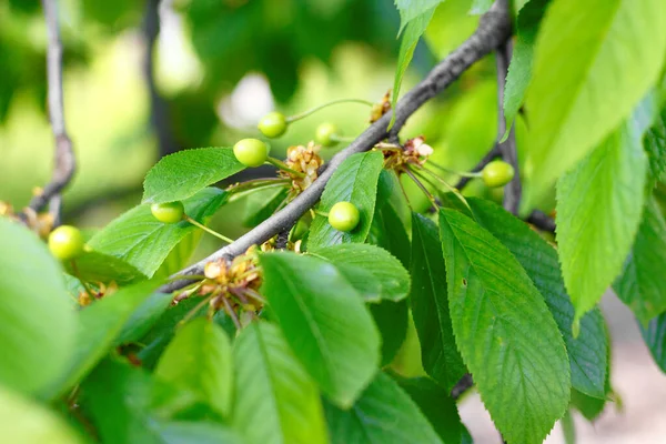 Giovani ciliegie verdi su un ramo d'albero . — Foto Stock