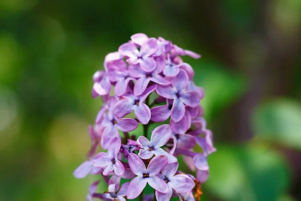 Фиолетовые сиреневые цветы крупным планом на зеленом фоне . — стоковое фото