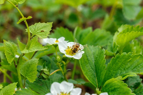 La abeja poliniza y se sienta en una flor de fresa blanca —  Fotos de Stock