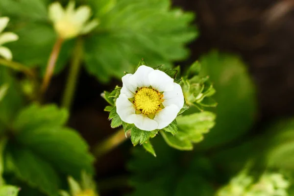 Flores blancas de fresas florecientes en el jardín . — Foto de Stock