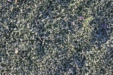 çimenlerin üzerinde süsleyin