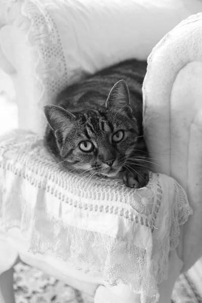 A cat on a white chair — Stock Photo, Image