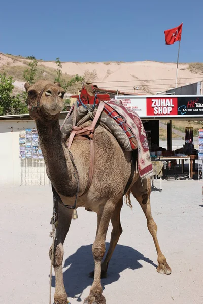 Un chameau pour payer les touristes pour monter — Photo