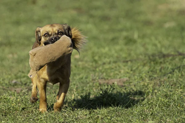 Genç köpek oyuncağını alır ve efendisine koşar.