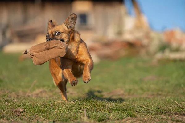 Genç köpek oyuncağını alır ve efendisine koşar.