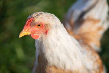 Dişi bir Brahma 'nın portresi tavuk yetiştiriyor.