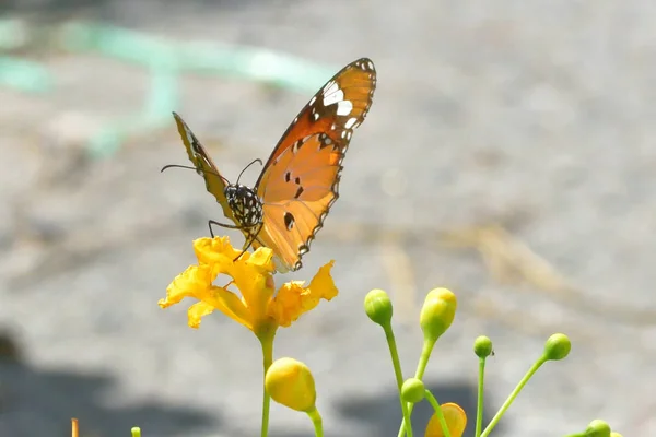 Un papillon perché sur les belles feuilles — Photo