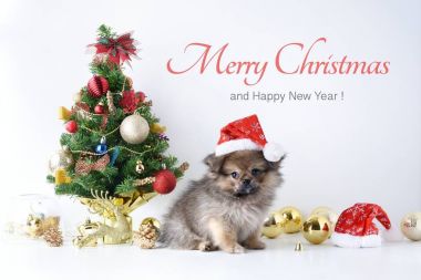 Mutlu yıllar, Noel, Noel Baba şapkalı köpek, kutlama baloları ve diğer süslemeler.