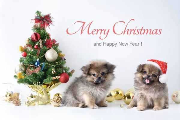 Feliz Año Nuevo, Navidad, Perro en el sombrero de Santa Claus, Bolas de celebración y otra decoración — Foto de Stock