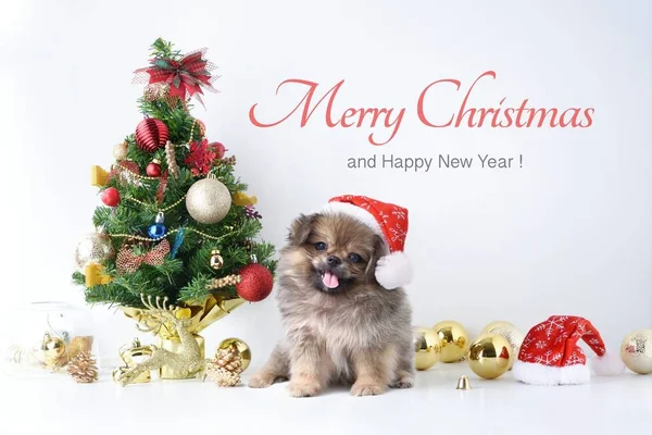Happy New Year, Christmas, Dog in Santa Claus hat, Celebration balls and other decoration — Stock Photo, Image