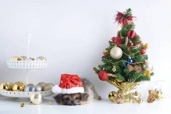 Feliz Año Nuevo, Navidad, Perro en el sombrero de Santa Claus, Bolas de celebración y otra decoración — Foto de Stock