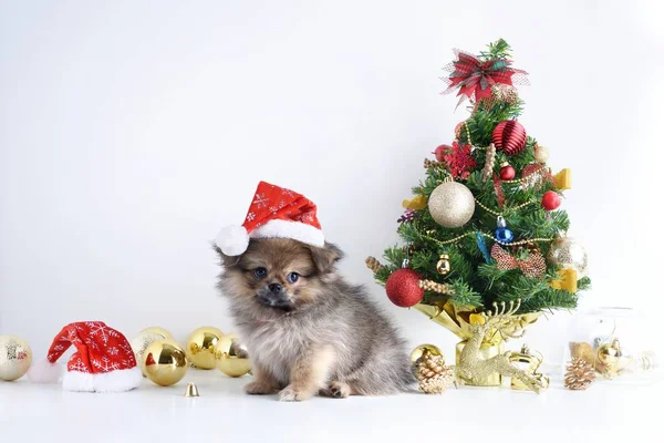 Feliz Año Nuevo, Navidad, Perro en el sombrero de Santa Claus, Bolas de celebración y otra decoración — Foto de Stock