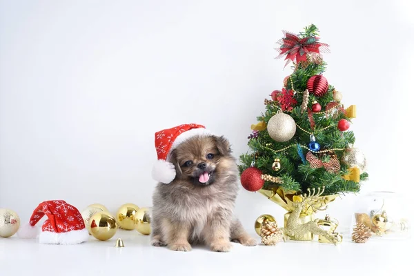 Feliz Año Nuevo, Navidad, Perro en el sombrero de Santa Claus, Bolas de celebración y otra decoración — Foto de Stock