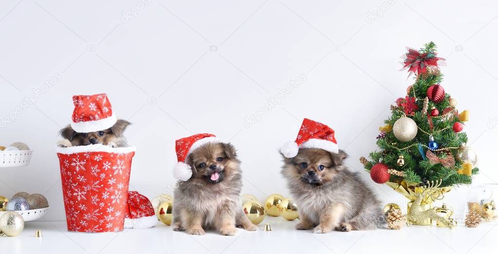 Happy New Year, Christmas, Dog in Santa Claus hat, Celebration balls and other decoration