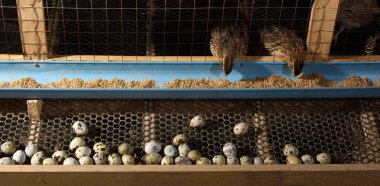 bıldırcınlar ve yumurta bir çiftlikte bir kafeste