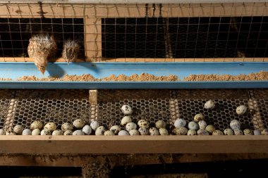 bıldırcınlar ve yumurta bir çiftlikte bir kafeste