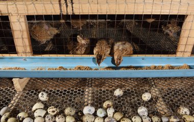 bıldırcınlar ve yumurta bir çiftlikte bir kafeste