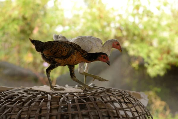 Tajski kurczak, stojąc na kurniku brązowy w gospodarstwie — Zdjęcie stockowe