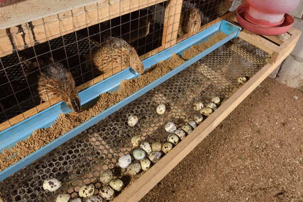 Codornizes e ovos em uma jaula em uma fazenda — Fotografia de Stock